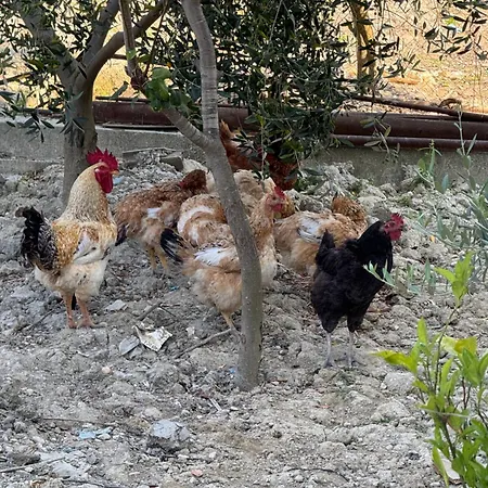 4 Stinet * Vlorë